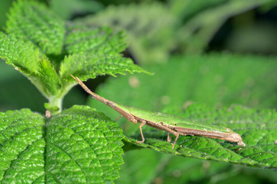Gaudy spear-headed grasshopper (Omura congrua) camouflaged on plant leaves, Manu National Park, Peru.