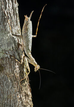 Lichen Mantis (Liturgusa  sp) stretching, Manu National park, Peru.