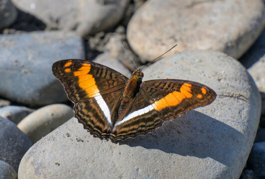 Amazon sister butterfly (Adelpha amazona) licking minerals from rocks on the bank of Madre de Dios River, Manu National Park, Peru.
