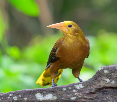 Russet-backed Oropendola (Psarocolius angustifrons), Manu National park, peru.