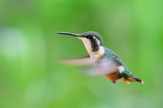 white-bellied woodstar hummingbird (Chaetocercus mulsant) female in flight, Cusco Region, Peru.