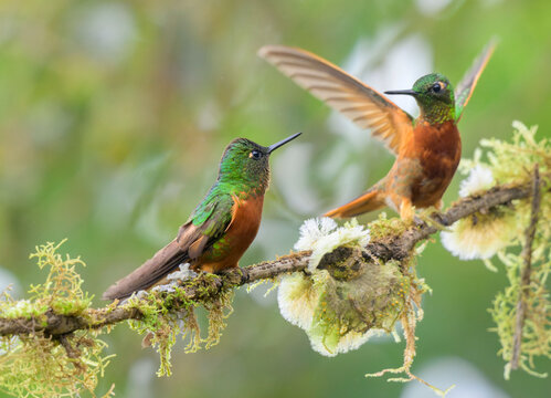 chestnut-breasted coronet hummingbirds (Boissonneaua matthewsii) in Andean cloudforest, Cusco Region, Peru.