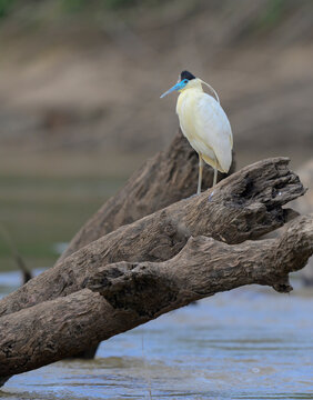Capped Heron (Pilherodius pileatus) on large logs sticking out of Manu River, Manu National park, Peru.