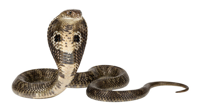 Front view portrait of king cobra snake isolated on transparent background.