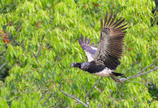 horned screamer (Anhima cornuta) flying in rainforest canopy, Manu National Park, Peru.