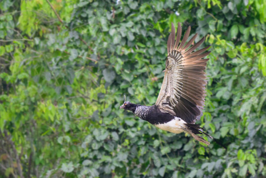 horned screamer (Anhima cornuta) flying in rainforest canopy, Manu National Park, Peru.