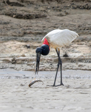 Jabiru stork (Jabiru mycteria) playing with a caught fish at the bank of Manu River, manu National park, Peru.