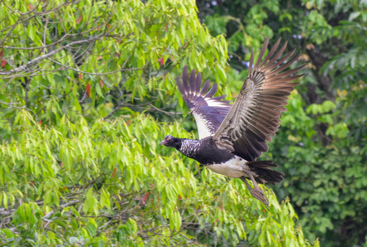 horned screamer (Anhima cornuta) flying in rainforest canopy, Manu National Park, Peru.