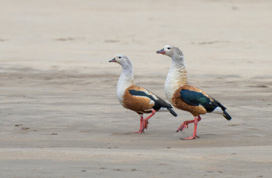 A pair of Orinoco geese (Neochen jubata) on sandy bank of Manu River, Manu National Park, Peru.