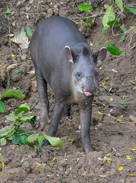 Amazonian or Lowland Tapir (Tapirus terrestris) licking the tip of its trunk, Manu National Park, Peru.