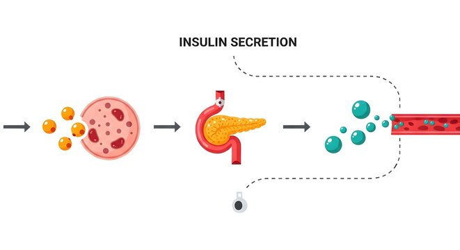 Diagram illustrating the physiological process of insulin secretion from the pancreas into the bloodstream in response to glucose.