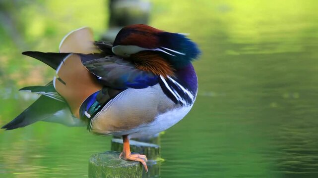 Beautiful colorful mandarin duck preening on wooden post near water