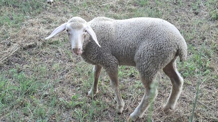 Naklejka premium sheep and lamb