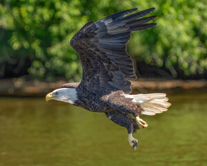 Fototapeta premium Bald Eagle in flight and catching fish
