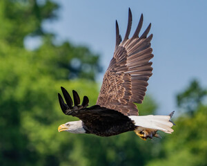 American Bald Eagle searching and catching fish on the James River in Virginia © William
