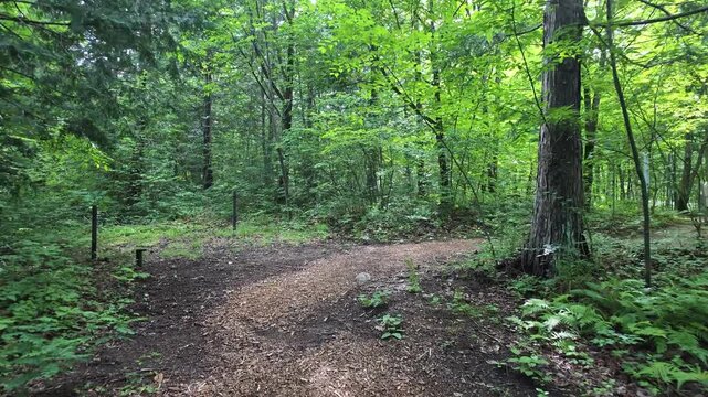 Sunlit path winds through dense green forest. Ferns and moss carpet the earth. Trees form a natural, leafy canopy. Forest floor shows signs of recent rain. Scene feels peaceful, untouched, serene
