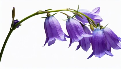 Naklejka premium Beautiful Bell Flower On A Stem Isolated On A Transparent Background D Design