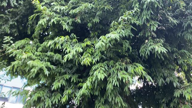 Close up of dense green leaves on tree branches swaying gently in an outdoor park