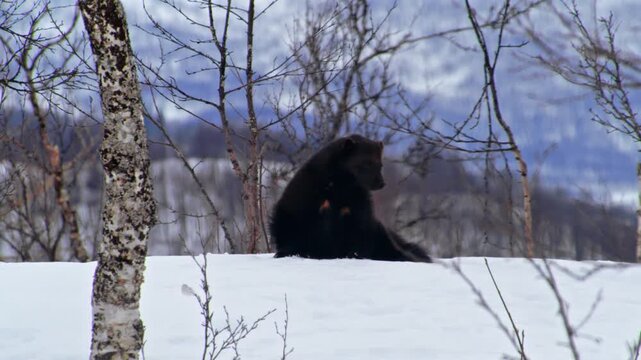 Close up of a wolverine (Gulo Gulo) Sitting in Polar park of Norway.