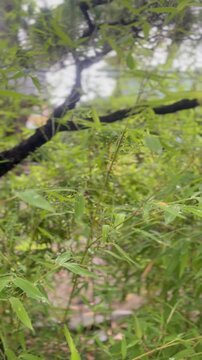 Capturing the essence of Japanese nature, this serene footage features a vibrant bamboo forest glistening with morning dew under soft, diffused light, evoking a sense of pure peace and balance.
