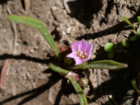 Alpine Bitterroot (Lewisia pygmaea) Wildflower Blooming Along Pawnee Pass Trail in Indian Peaks Wilderness, Colorado