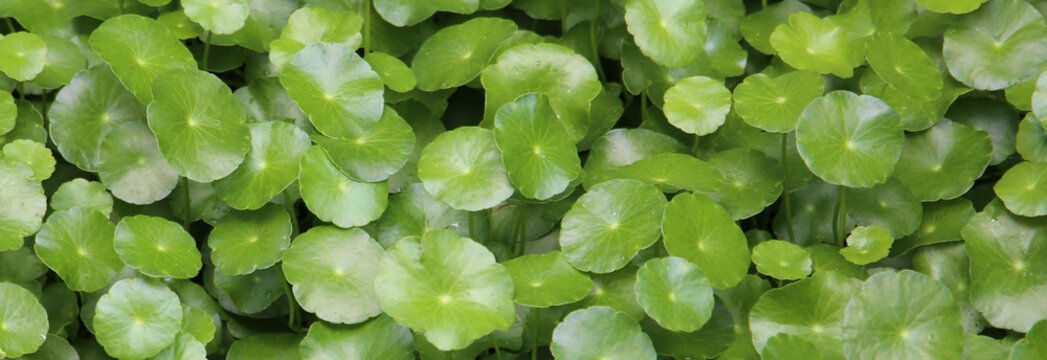Green Asiatic pennywort or Centella asiatica leaves