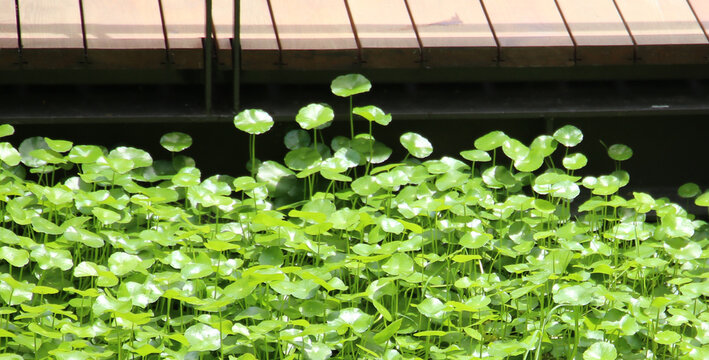 Green Asiatic pennywort or Centella asiatica leaves