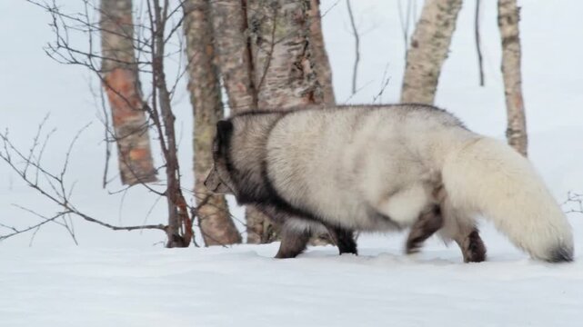 A Scandinavian Grey Arctic fox (Vulpes lagopus) Walking and snorting on snow.