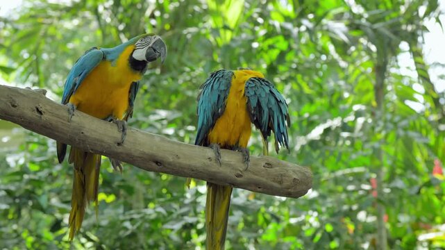 Two colorful blue and yellow macaws perched on wooden branch outdoors