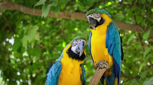 Two colorful blue and yellow parrots perched on a natural branch outdoors