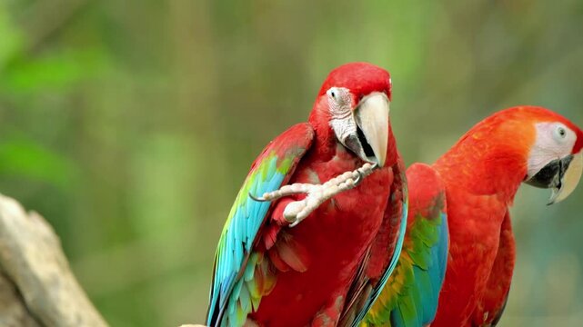 Two vibrant scarlet macaws perched together in lush green forest setting