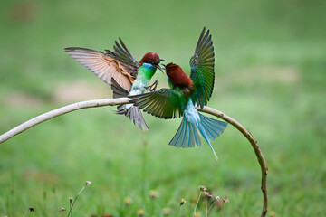 Fototapeta premium Two colorful blue-throated bee-eaters fighting in mid-air above a curved branch, aggressively spreading their wings against a soft blurred green background.