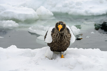 A majestic Steller's sea eagle standing on a white snow-covered bank, looking directly at the camera with a frozen ocean and ice background. © Komin