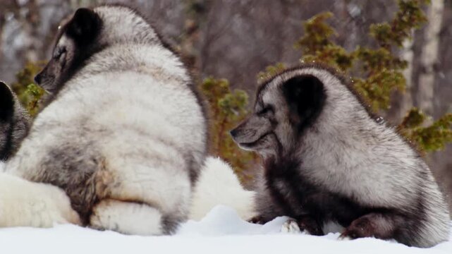 Close up of Couple of Arctic fox (Vulpes lagopus) loving each other in heavy snow in Norway.