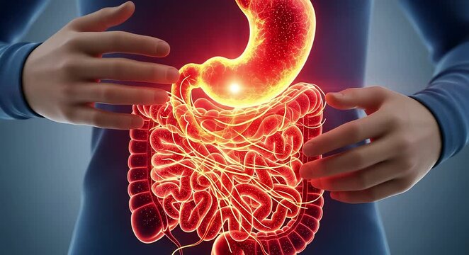 Anatomical illustration of the human digestive system, highlighting the stomach and intestines with a glowing red effect indicating inflammation or pain.