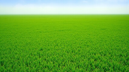 Obraz premium Fresh Green Grass Aerial Background