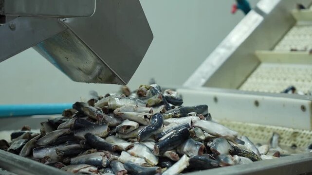 Raw fish moving on industrial conveyor belts for cleaning and processing, Automated conveyor belt system for seafood processing in industrial food factory