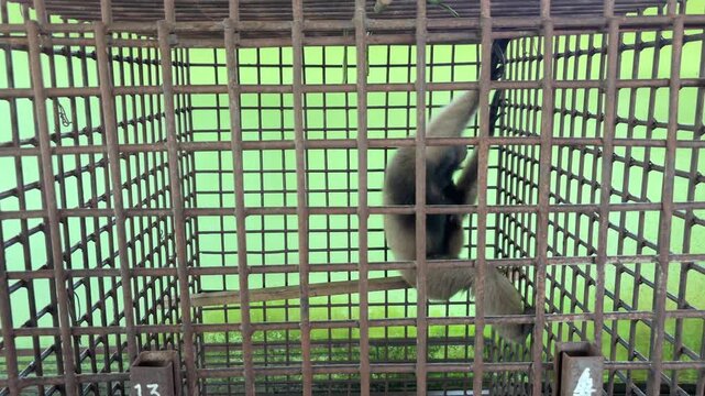 Behavior of the White-bearded Gibbon (Hylobates albibarbis) in the transit cage.