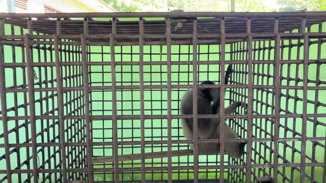 Behavior of the White-bearded Gibbon (Hylobates albibarbis) in the transit cage.