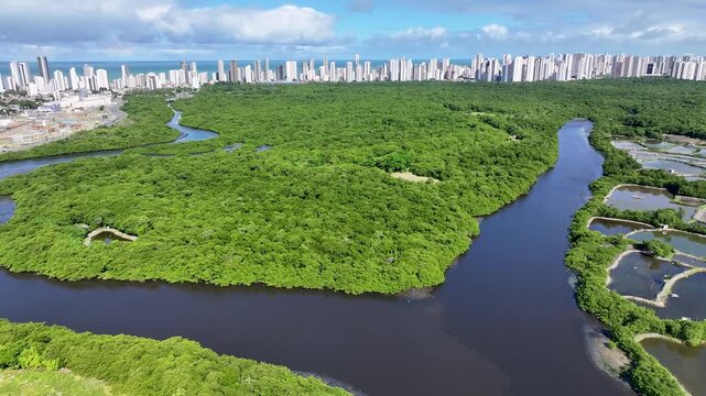 Mangrove Park In Recife In Pernambuco Brazil. Riverfront Cityscape. Downtown District. Mangrove Forest. Mangrove Park In Recife Pernambuco Brazil Northeast. Peaceful Landscape Aerial View.