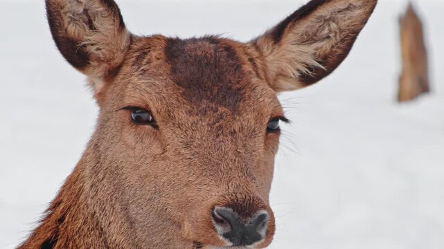 Extreme close up of Head and Snouts of a Red Deer (Cervus elaphus) resting in Polar park of Norway.