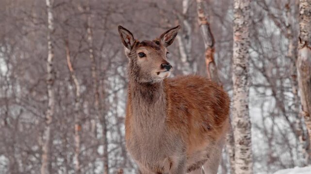 A beautiful Red Deer (Cervus elaphus) of Norway Polar park looking straight into the camera.