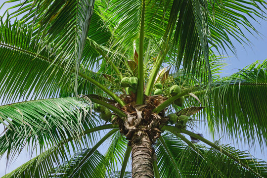 young coconuts on coconut tree