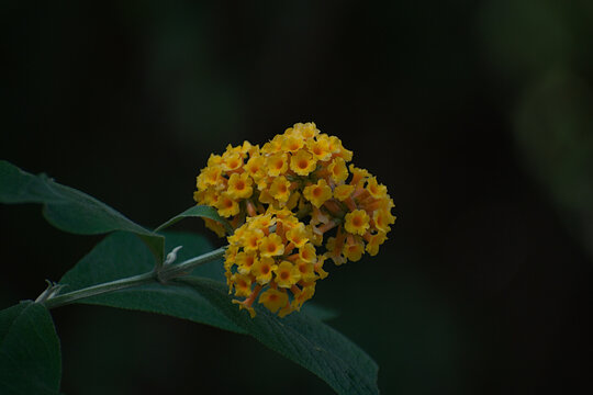 yellow flowers