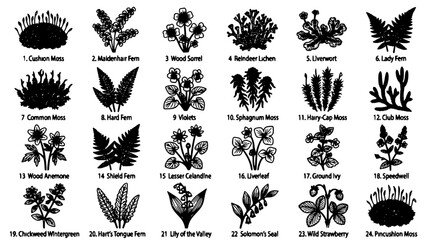 Fototapeta premium Plants with Names and Illustrations in Black and White Featuring Illustration, Nature, Botanical with Moss and Fern Elements