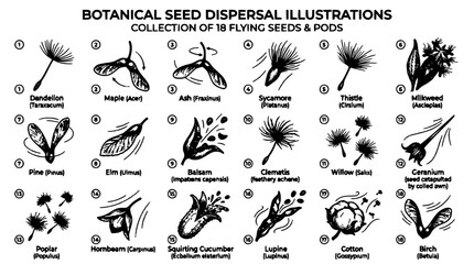 Obraz premium Seeds Dispersion Illustration Set of Botanical Plants with Winged and Fluffy Seeds on White Background