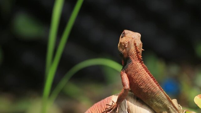 Real-time video of an orange-headed oriental garden lizard resting and looking around alertly on a branch