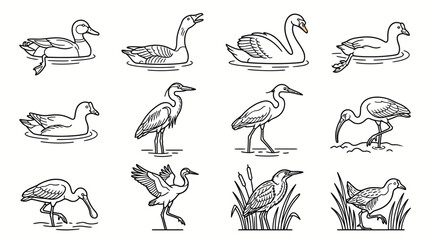 Fototapeta premium Set of hand drawn sketch water birds.