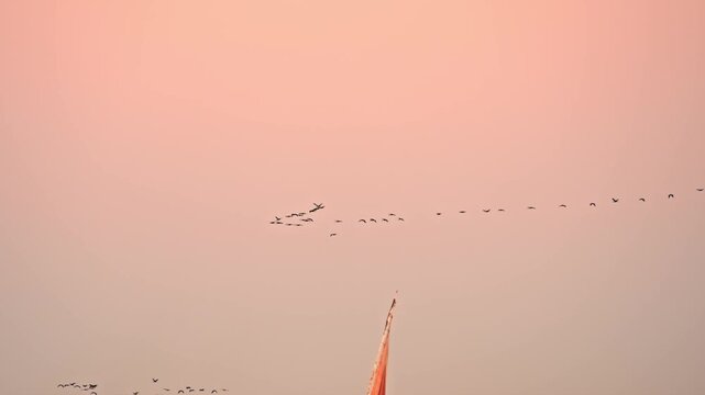 A serene video clip captures a flock of birds flying in a V-formation across a hazy, pastel orange-pink sky at sunset.