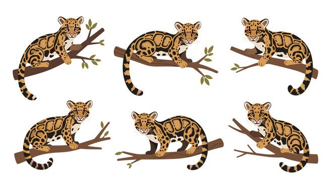 Tiger on a tree branch.